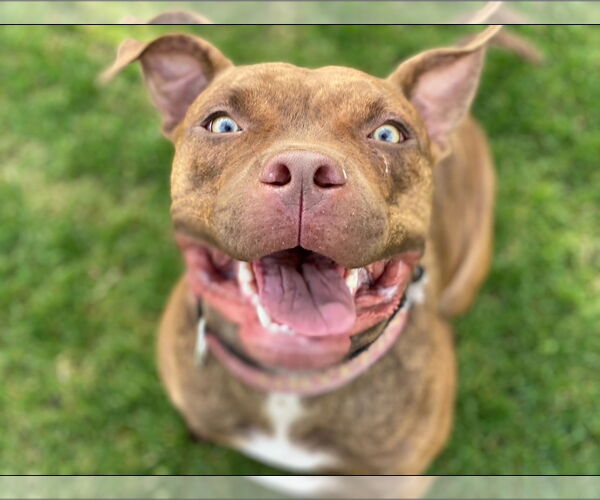 Medium Photo #5 American Pit Bull Terrier-Unknown Mix Puppy For Sale in Redlands, CA, USA