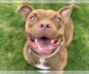 Gryffin - Female American Pit Bull Terrier-Unknown Mix Dog for Adoption - Photo #5