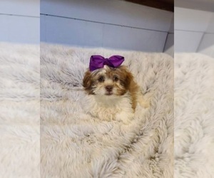 ShihPoo Puppy for sale in INDIANAPOLIS, IN, USA