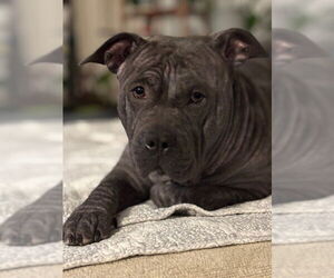 Chinese Shar-Pei-Unknown Mix Dogs for adoption in San Antonio, TX, USA