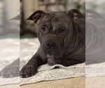 Small Chinese Shar-Pei Mix