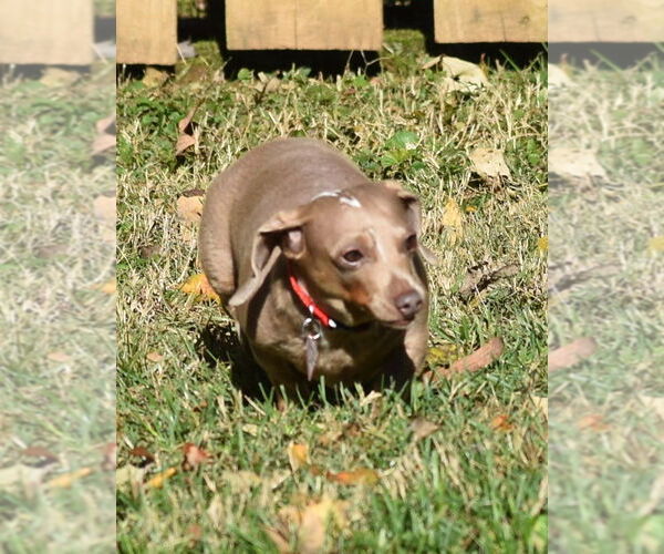 Medium Photo #7 Dachshund Puppy For Sale in Shelbyville, TN, USA