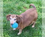 Small #5 Dachshund