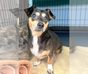 Chihuahua Dogs for adoption in Boonton, NJ, USA