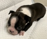 Small Photo #8 Boston Terrier Puppy For Sale in JACKSONVILLE, NC, USA