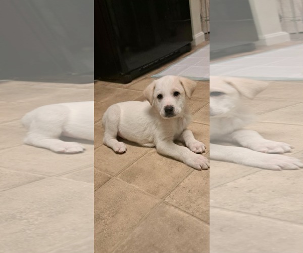 Medium Photo #9 Great Pyrenees-Unknown Mix Puppy For Sale in pomfret, CT, USA