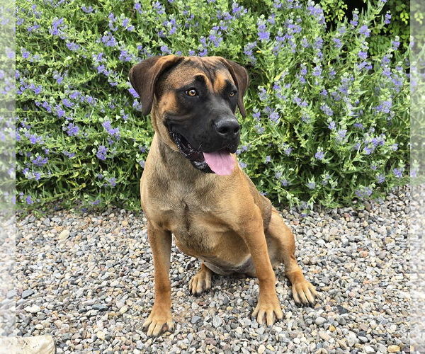 Medium Photo #3 Presa Canario Puppy For Sale in Albuquerque, NM, USA