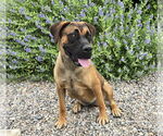 Small #2 Presa Canario