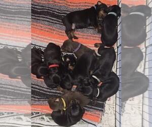 Medium Doberman Pinscher