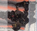 Small Photo #1 Doberman Pinscher Puppy For Sale in WHEELING, IL, USA