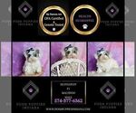 Small #3 Maltipoo (Toy)