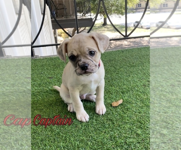 Medium Photo #1 Frenchie Pug Puppy For Sale in FORT WORTH, TX, USA