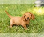Small #10 Dachshund