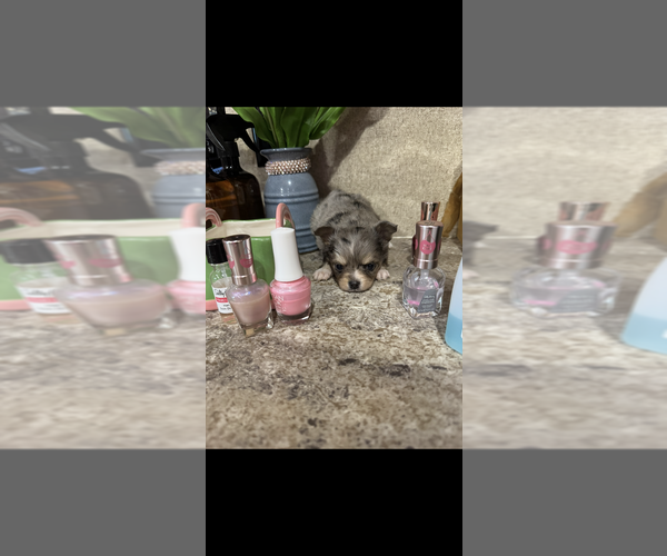 Medium Photo #6 Chihuahua Puppy For Sale in SHERMAN, TX, USA