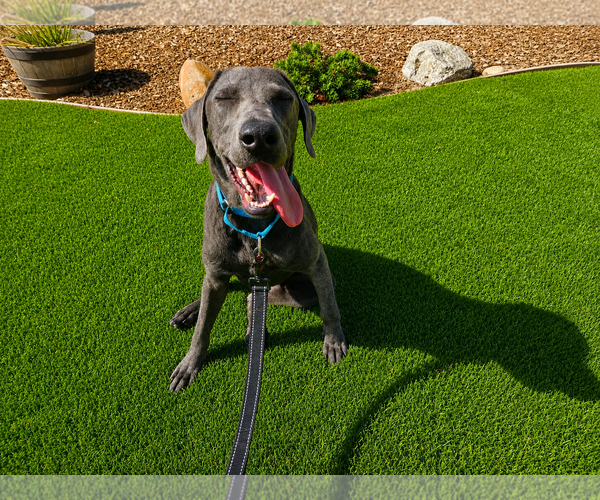 Medium Photo #3 Labrador Retriever Puppy For Sale in Clovis, CA, USA