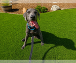 Small #2 Labrador Retriever