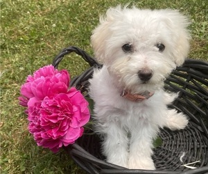 Bichon Frise Puppy for sale in COLUMBIANA, OH, USA