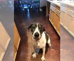 Small #3 Great Dane-Pointer Mix