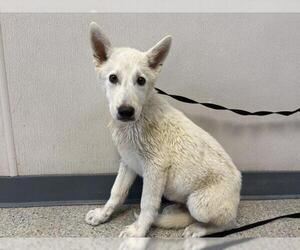Alaskan Malamute-Unknown Mix Dogs for adoption in Visalia, CA, USA
