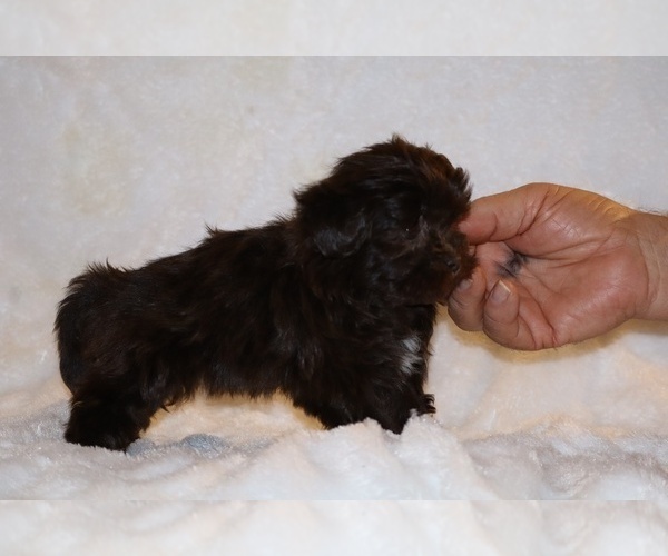 Medium Photo #7 Shih Tzu Puppy For Sale in DYERSBURG, TN, USA