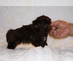 Small #6 Shih Tzu