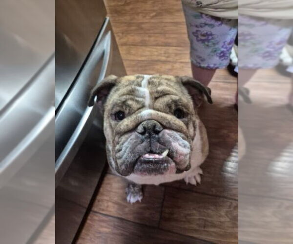 Medium Photo #2 Bulldog Puppy For Sale in San Diego, CA, USA