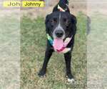 Small #1 Collie-Labrador Retriever Mix