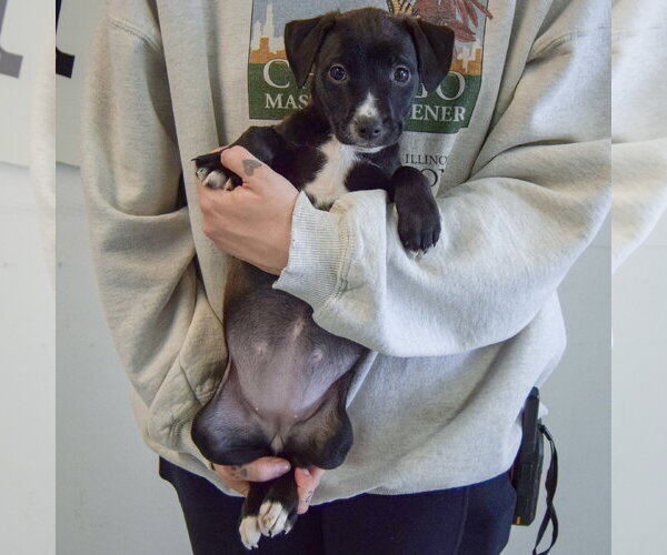 Medium Photo #3 Border Collie-Unknown Mix Puppy For Sale in Huntley, IL, USA