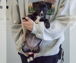 Small #2 Border Collie Mix