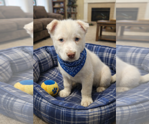 Medium Photo #2 Golden Labrador Puppy For Sale in Mt. Laurel, NJ, USA