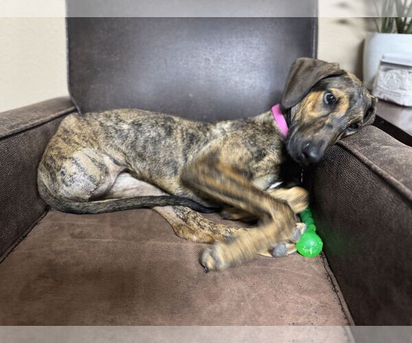 Medium Photo #7 Doberman Pinscher-Unknown Mix Puppy For Sale in Buffalo, MN, USA