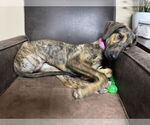 Small #6 Doberman Pinscher Mix
