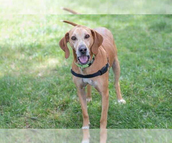 Medium Photo #5 English Coonhound Puppy For Sale in Charlotte, NC, USA