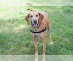 Small #4 English Coonhound