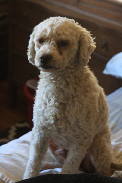 Medium Photo #1 Labradoodle-Poodle (Toy) Mix Puppy For Sale in LAKE ELSINORE, CA, USA