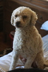 Small Photo #1 Labradoodle-Poodle (Toy) Mix Puppy For Sale in LAKE ELSINORE, CA, USA