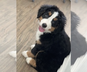 Bernese Mountain Dog Puppy for sale in SPRINGTOWN, TX, USA