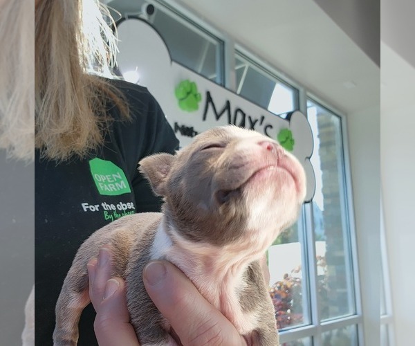 Medium Photo #2 Boston Terrier Puppy For Sale in FT MYERS, FL, USA