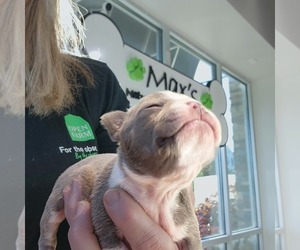 Medium Boston Terrier