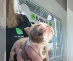 Puppy Tango Boston Terrier