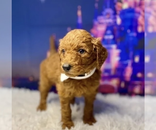 Medium Photo #1 Goldendoodle (Miniature) Puppy For Sale in LAKE PANASOFFKEE, FL, USA