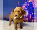Puppy Alladin Goldendoodle (Miniature)