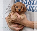 Small #2 Cavapoo (Miniature)