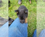 Small Photo #9 German Shepherd Dog Puppy For Sale in LYNCH STATION, VA, USA