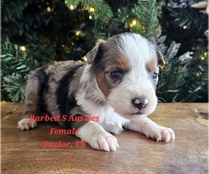 Australian Shepherd Puppy for sale in TAYLOR, TX, USA