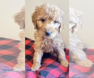 Goldendoodle Puppy for sale in MEMPHIS, TN, USA