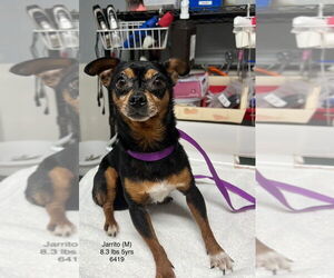 Chipin Dogs for adoption in Studio City, CA, USA