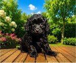 Image preview for Ad Listing. Nickname: Litter of 3