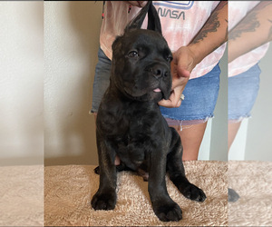 Cane Corso Dog for Adoption in HARVEY, Louisiana USA