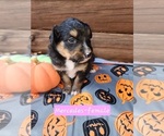 Puppy Mercedes Australian Shepherd